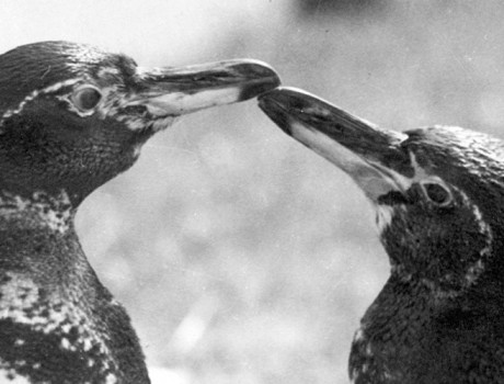 Centennial Throwback: A Dapper Pair