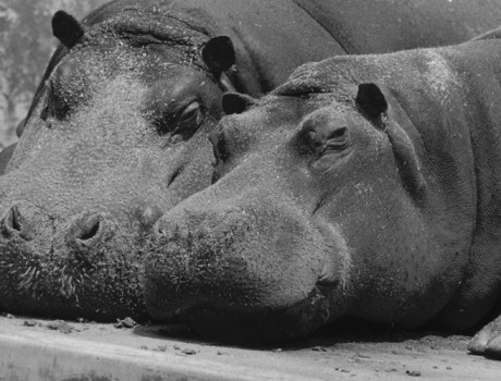 Centennial Throwback: Fruitful Favorites