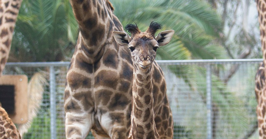 The Smallest Giraffe Born at the San Diego Zoo Is Reaching New Heights