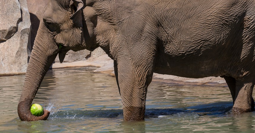 San Diego Zoo Celebrates 100th Birthday with a Party for Guests at Elephant Odyssey