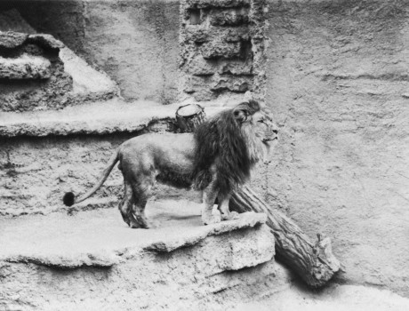 Centennial Throwback: Prince the Lion