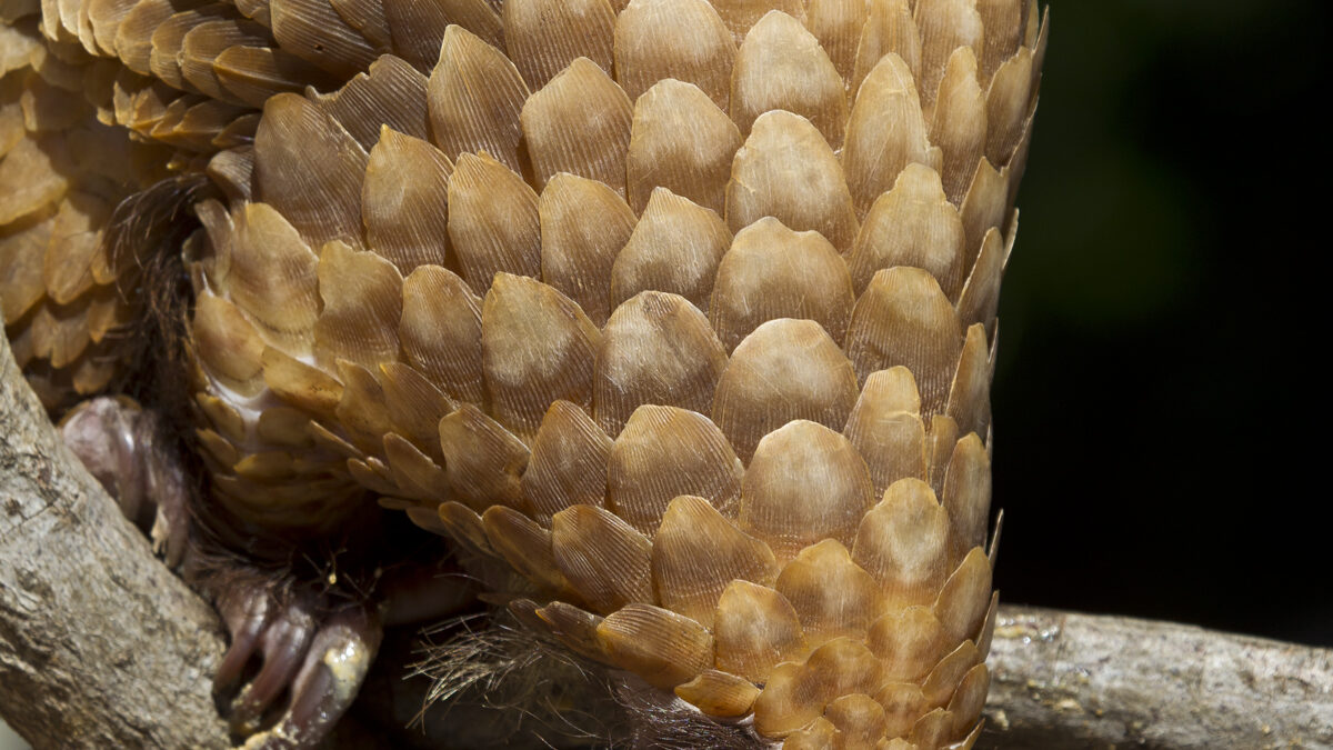 CITES Unites to Change the Fate of Pangolins – San Diego Zoo