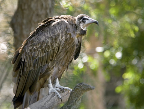Hooded vulture perching