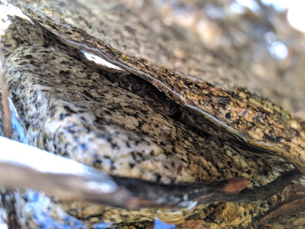 Frog Tracking – San Diego Zoo Wildlife Alliance Stories