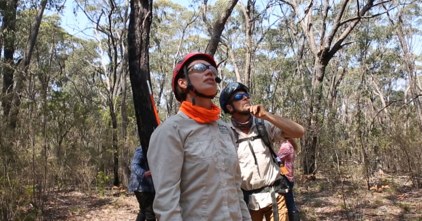 Researchers Overwhelmed by Wildfire Destruction in Blue Mountains