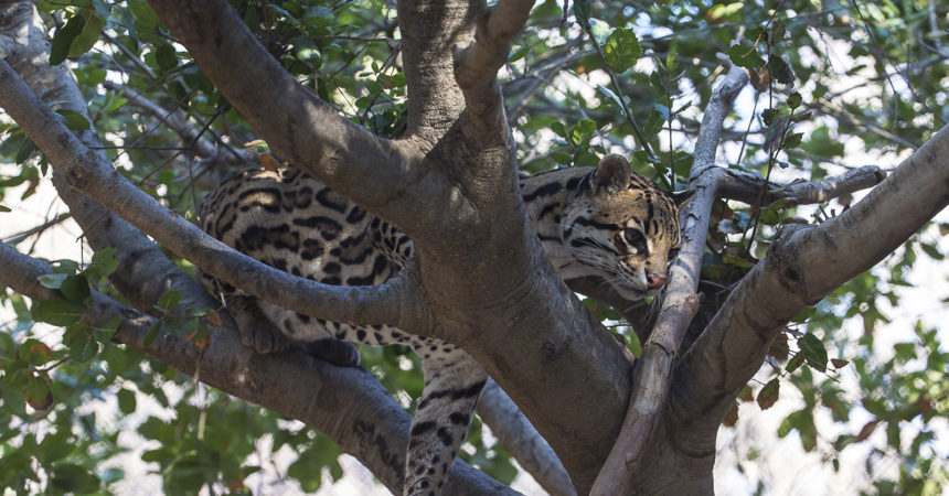 Ocelot in tree