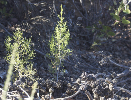 Endangered tecate cypresses rise from the ashes