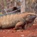 San Diego Zoo Global Aids Critically Endangered Jamaican Iguana