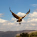 Vulture flying