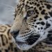 9 Animal Superstitions You Shouldn’t Believe