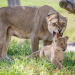 13 Animals Grumpier Than Grumpy Cat