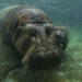 A Not-So-Little Girl: Hippo Calf Born in April at the San Diego Zoo is Female