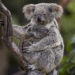 Koala Joey at San Diego Zoo Checks in as Healthy — with an Attitude