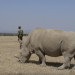 San Diego Zoo Safari Park Rhino Expert Visits Three of Earth’s Four Remaining Northern White Rhinos in Kenya